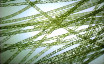 <p>This green algae is shaped into long rectangles, with a spiral pattern running through it</p>