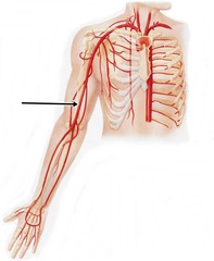 <p>Pertaining to the (whole) arm</p>