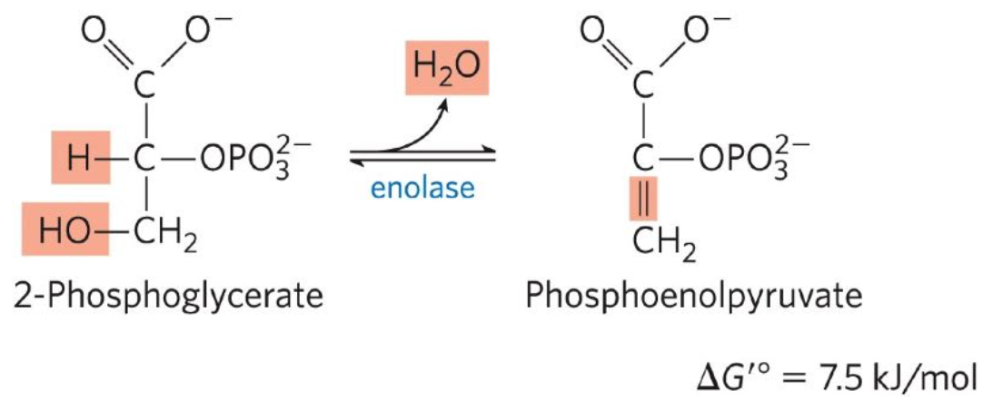 <p>Ninth reaction: 2-phosphoglycerate ←→ phosphenolpyruvate (PEP)</p><ul><li><p>Enolase promotes reversible removal of H2O</p></li></ul><p></p>
