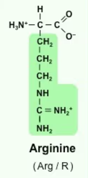 <p>Arg/R<br>*CH2—CH2—CH2—NH—CNH<sub>2</sub><sup>+</sup>NH<sub>2</sub><br>Note: The NH<sub>2</sub><sup>+</sup> is doubly bonded to the C, which is why it is positive charged<br>Polar<br>Basic (can be + charged, typically at pH7)</p>