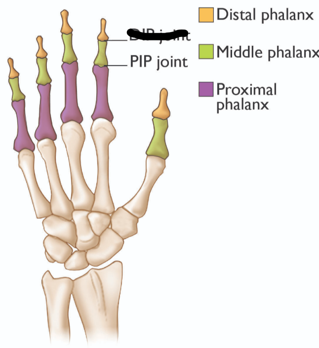 <p>What joint is this within the <strong>Upper-Appendicular Skeleton?</strong></p>