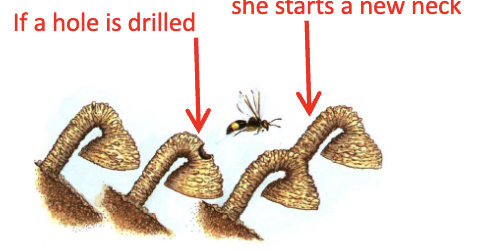 <ul><li><p>The wasp does not know what the tunnel should look like, rather it shows us how behavior can be coded by genetics</p></li><li><p>If there is a hole it will create new tunnel from that hole, if neck is buried in will make the funnel in the ground</p></li></ul><p></p>