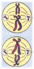 <p>Chromosomes line up at the equator. (:: :: ::) (:: :: :: )</p>
