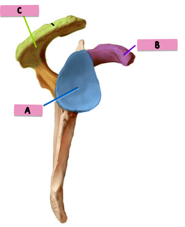 <p><strong>label </strong>the <strong>features </strong>(LAT scapula)</p>