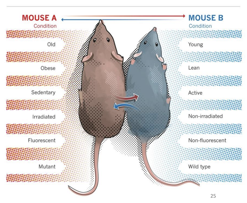 <ul><li><p>two animals <strong>share</strong> a <strong>common</strong> <strong>bloodstream</strong></p></li><li><p>Current parabiosis research focuses on if <strong>adult</strong> <strong>stem</strong> <strong>cell</strong> <strong>rejuvenation</strong> <strong>occurs</strong> in a <strong>young</strong> <strong>environment</strong> </p></li><li><p><strong>Old mice stronger, smarter and healthier</strong>. It even makes their fur shinier – <strong>Stem</strong> <strong>cells</strong> are <strong>rejuvenated</strong> </p></li><li><p>Question remains if it is <strong>de</strong> -<strong>ageing</strong> – or just <strong>restoring</strong> <strong>function</strong> to <strong>damaged</strong> <strong>tissues</strong> ? </p></li><li><p>ALSO – Paired young mice AGE. Stem cells have an aged molecular and functional state.</p></li><li><p>Systemic environment determines functional age – cost to this procedure</p></li></ul><p></p>