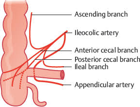 <p><strong><mark data-color="#6d2f2f" style="background-color: rgb(109, 47, 47); color: inherit;">appendicular artery</mark></strong></p><p>(branch of ileocolic → from the SMA)</p>