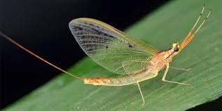 <p>Mayfly</p><ul><li><p>aquatic larvae</p></li></ul><p></p>