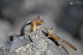 <p>Scuridae</p><p>Callospermophilus lateralis (golden-mantled ground squirrel)</p>