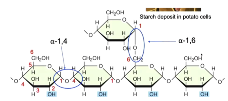 <ul><li><p>plant energy storage polysaccharide made of alpha-glucose</p></li><li><p>easily degraded by enzymes (amylases)</p></li><li><p>primary energy storage compound in plants</p></li><li><p>alpha glucoses condense together, form an alpha 1,4 glycosidic link, a straight chain of glucoses</p></li><li><p>ends between branches can be digested and glucose can be taken off to access energy</p></li><li><p>can form coiled helix, similar to glycogen</p></li></ul><p></p>