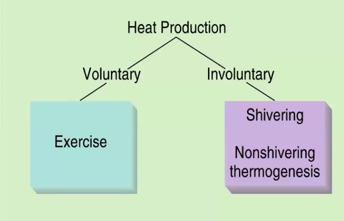 <p>voluntary</p><ul><li><p>exercise</p></li></ul><p>involuntary</p><ul><li><p>shivering </p></li><li><p>thyroxine</p></li><li><p>catecholamines</p></li></ul><p></p>