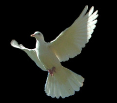 <p>/dʌv/ - bồ câu</p>