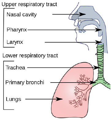 <p><strong>upper respiratory tract</strong></p><ul><li><p>nasal cavity</p></li><li><p>pharynx</p></li><li><p>larynx</p></li></ul><p><strong>lower respiratory tract</strong></p><ul><li><p>trachea</p></li><li><p>primary bronchi</p></li><li><p>lungs</p></li></ul><p></p>