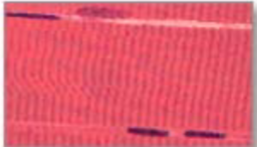 <p>Identify the indicated structure/tissue.</p>