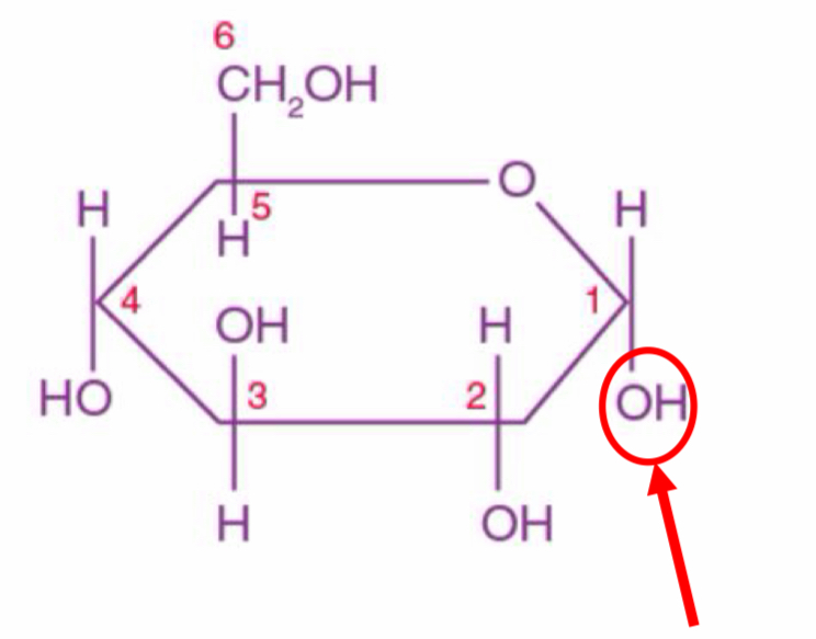 <p>…-glucose</p>