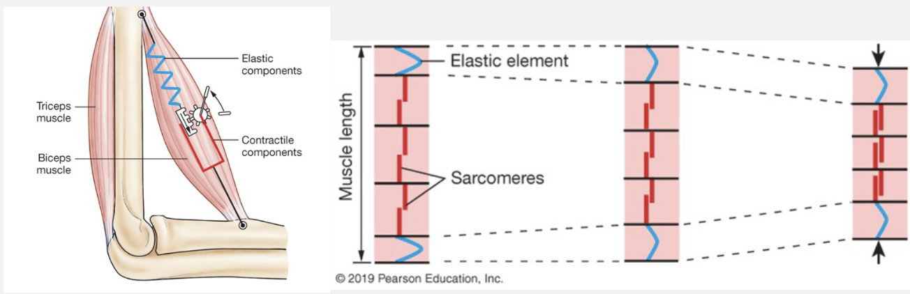 <ul><li><p>work = force x distance</p></li><li><p>when there’s enough tension in elastic elements, the muscle will contract (sarcomeres shorten) and lift the load</p></li></ul><p></p>