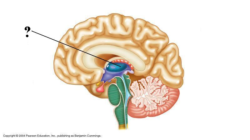 <p>Identify the indicated structure of the brain</p>