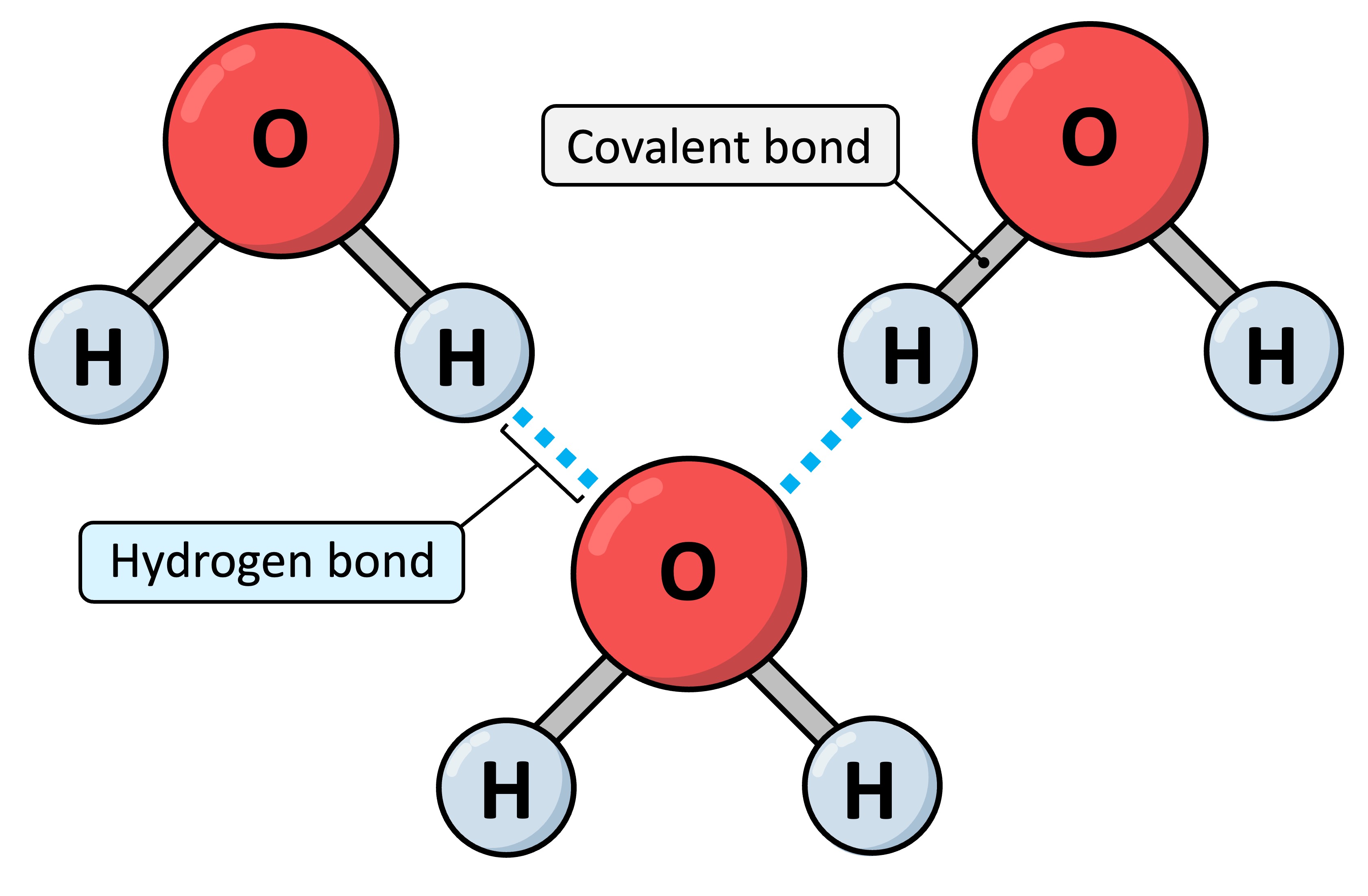 <p>A weak bond formed by the attraction between a group with a small positive charge ($$\delta+$$) on a hydrogen atom and a group with a small negative charge ($$\delta-$$).</p>