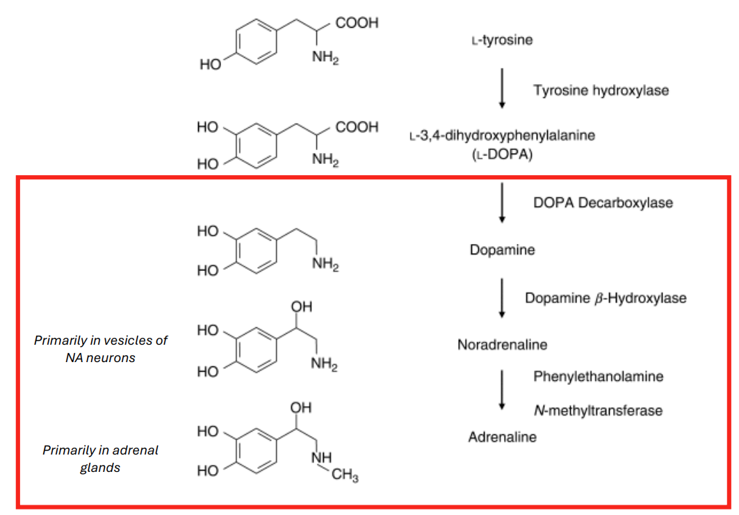 <ul><li><p>Begins w/dopamine (DA) production (see L04)</p></li><li><p>DA then reacts with the enzyme <strong>dopamine-B-hydroxylase</strong> to produce NA</p></li><li><p>Enzymes act on NA to produce ADR</p></li></ul><div data-type="horizontalRule"><hr></div><ul><li><p>tyrosine → DA → NA→ adrenaline</p></li><li><p>LHS: fine print where synthesis is occurring → neurons that make DA that don’t have to make NA in their vesicles</p><ul><li><p>make DA and if you’re the right type of neuron → you turn that into something else (NA made by vesicles in NA neurons) → NA important in brain</p></li><li><p>in periphery, ADR important, made by adrenal glands → most doesn’t reach the brain</p></li></ul></li></ul><p></p>