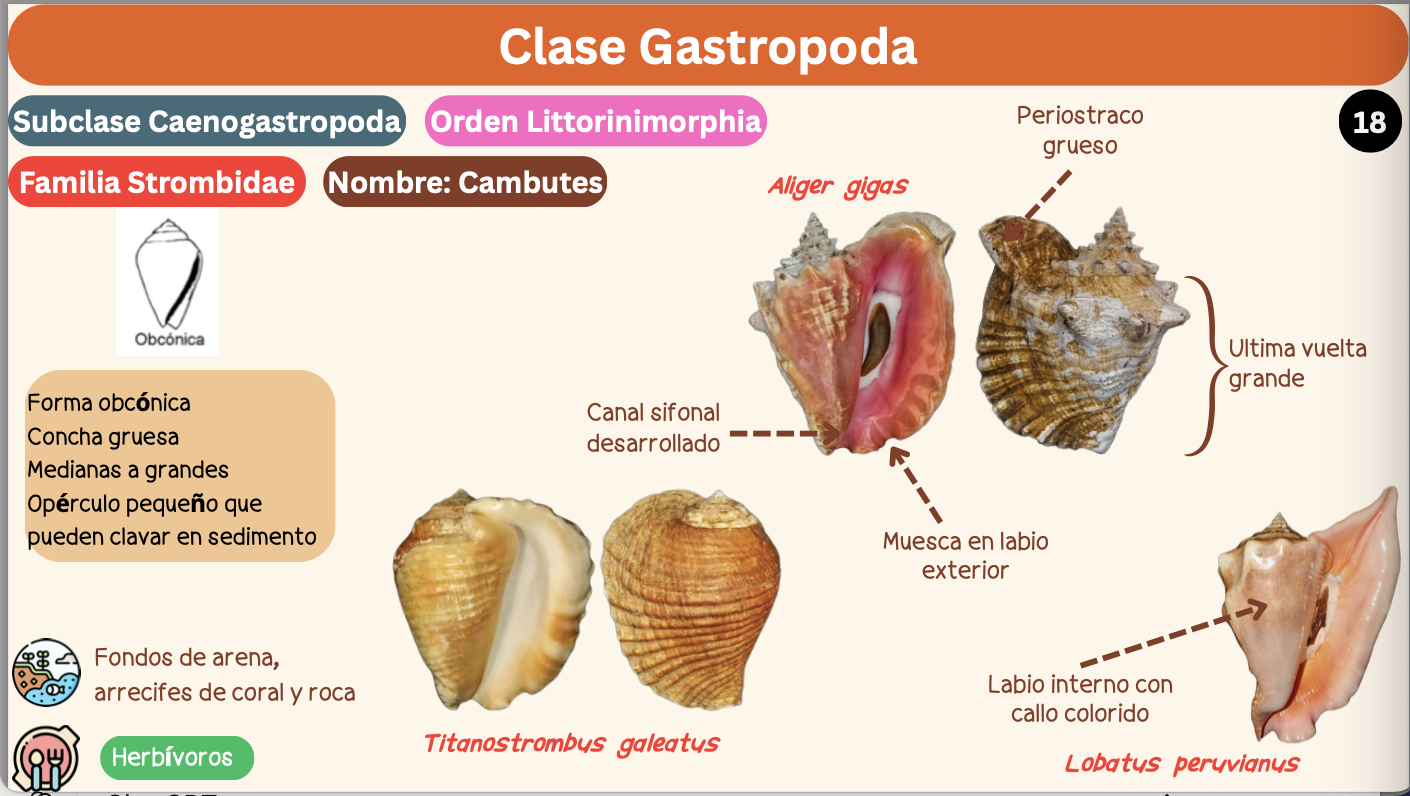 <p><strong>FILO </strong>Mollusca<strong><br>CLASE </strong>Gastropoda<br><strong>SUBCLASE </strong>Caenogastropoda<br><strong>ORDEN </strong>Littorinimorphia<br><strong>FAMILIA </strong>Strombidae<br><strong>GÉNERO </strong><em><u>Titanostrombus galeatus</u></em><br><strong>NOMBRE COMÚN </strong>Cambutes<strong><br>CARACTERÍSTICAS </strong>Forma obcónica, concha gruesa, medianas a grandes. opérculo pequeño que pueden clavar en sedimento.<br><strong>RÁDULA </strong>Tenioglossa<strong><br>ALIMENTACIÓN </strong>Herbívoros<strong><br>HÁBITAT </strong>Fondos de arena, arrecifes de coral y roca.</p>