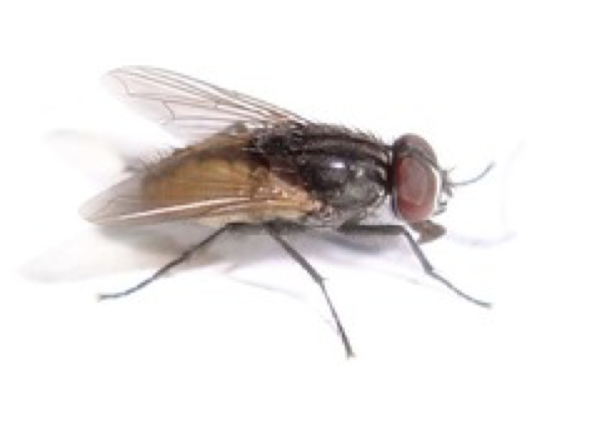 <p>Species that reproduce early in their life span and produce large numbers of usual ly smal l and short-lived offspring in a short period.</p>