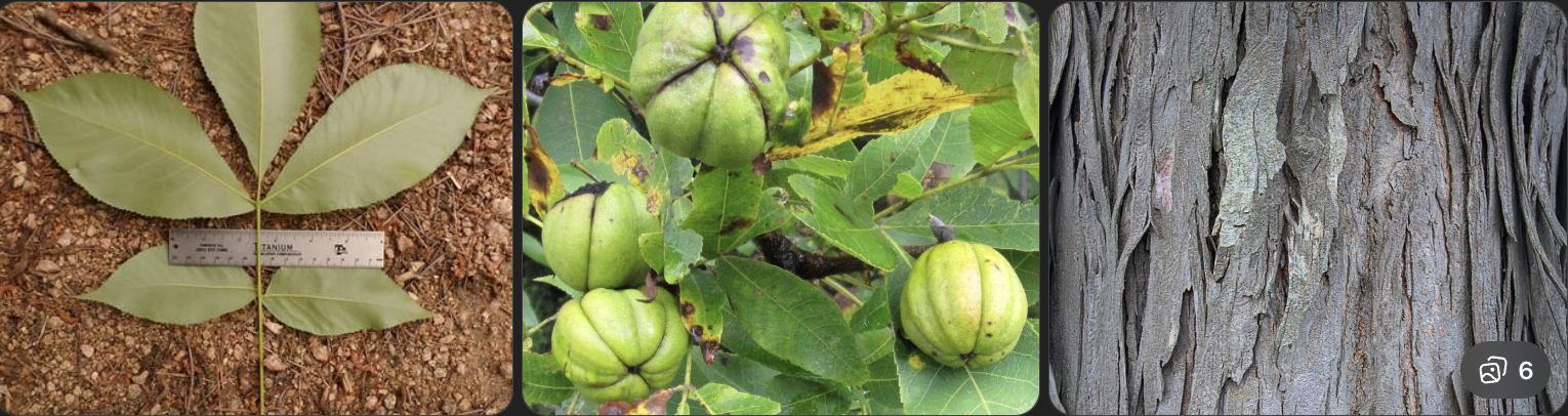 <p>Identify this tree</p>