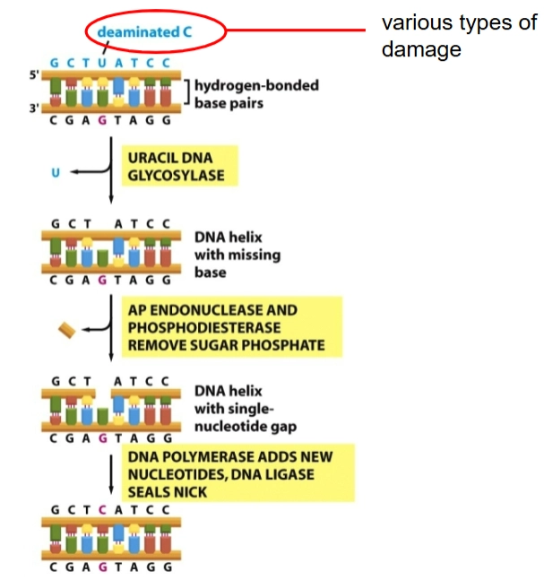 <p>= Als er één specifieke base beschadigd of veranderd is (zoals de <span><strong>deaminated C</strong></span> die nu een <span><strong>Uracil (U)</strong></span> is geworden), start de cel de <span><strong>Base Excision Repair (BER)</strong></span>. Dit is een heel secuur proces:</p><ol><li><p><span><strong>Herkenning door Glycosylase:</strong></span> Het enzym <span><strong>Uracil DNA Glycosylase</strong></span> (<span><em>Ung</em></span>) reist over het DNA. Het controleert de basen door ze letterlijk naar buiten te flippen (<span><strong>base flipping</strong></span>). Omdat een beschadigde base geen waterstofbruggen (<span><em>no h-bonding</em></span>) kan vormen met de overkant, is de streng lokaal flexibel. Het enzym merkt dit, flipt de foute base eruit en <span><strong>knipt alleen de base (de letter) weg</strong></span>.</p></li><li><p><span><strong>AP Endonuclease:</strong></span> Er blijft nu een DNA-streng over waar wel de suiker-fosfaatkabel zit, maar de letter mist (<span><em>DNA helix with missing base</em></span> / AP-site). Het enzym <span><strong>AP endonuclease</strong></span> knipt de suiker-fosfaatverbinding op die plek door.</p></li><li><p><span><strong>DNA Polymerase & Ligase:</strong></span> <span><strong>DNA polymerase</strong></span> komt langs, ziet het gapende gat, leest de gezonde tegenstreng af en zet de juiste, gloednieuwe nucleotide (de letter + het suikervoetje) erin. <span><strong>DNA ligase</strong></span> plakt de boel weer definitief aan elkaar (<span><em>seals nick</em></span>).</p></li></ol><p></p>