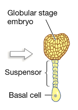 <p>What is the globular stage?</p>