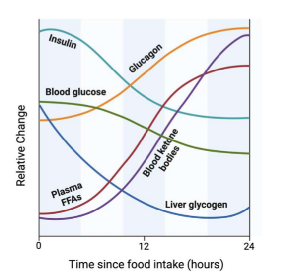 <p>there is a transition in the relative use of diff substrates to maintain it: 1) glycogenolysis (liver and muscle); 2) lipolysis (WAT, FAs converted to ketone bodies via beta ox, and glycerol converted to gluconeogenic substrate); 3) proteolysis (muscle proteins converted to AA for liver gluconegenesis) <em>sort of memorzie graph.</em><strong> liver-derived, glucose-based energy → adipose-derived, FA based energy</strong></p>