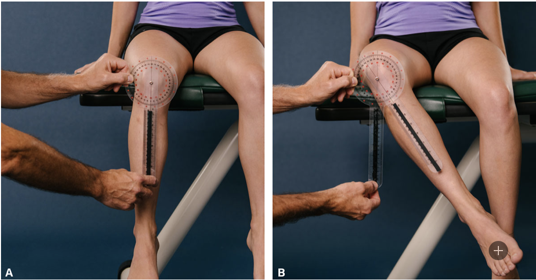 <p>Hip External Rotation</p>