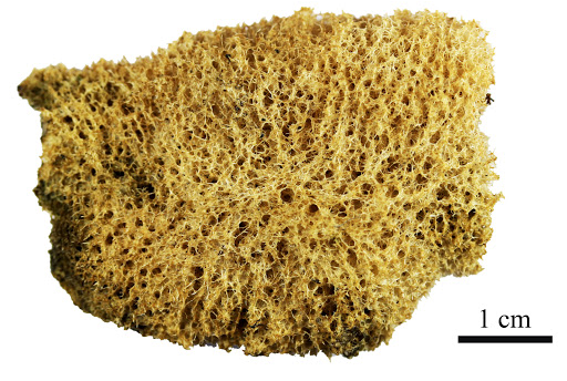 <p><span>The organism pictured is a freshwater sponge.&nbsp; Which CLASS does it belong to?</span></p>