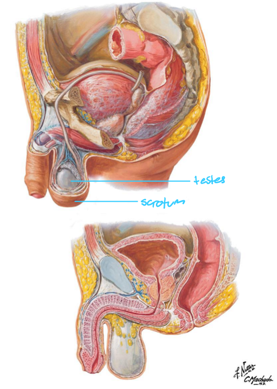 <ul><li><p>Testes located in <strong>scrotum</strong> (external to pelvis)</p></li><li><p>Essential for <strong>temperature regulation</strong> & <strong>spermatogenesis</strong></p><ul><li><p>Needs to be 2-4 degrees cooler than core body temp</p><ul><li><p>Issue if testes do not descend; can lead to infertility + cancer growth</p></li></ul></li></ul></li></ul><p></p>