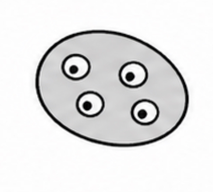 <p>SCIENTIFIC NAME</p>