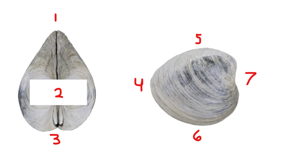 <p>Which side of the Mollusca is 1?</p>