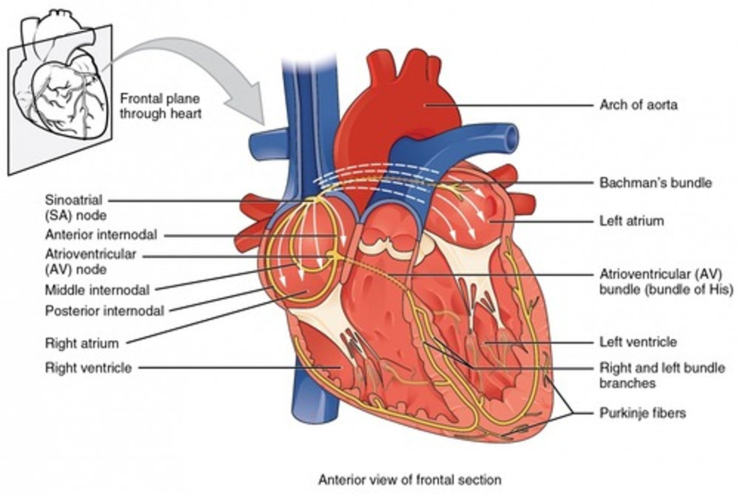 <p>left</p><p>(Note: it is thicker b/c</p><p>it pumps blood to extremities)</p>