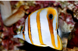 <p>Chelmon rostratus</p>