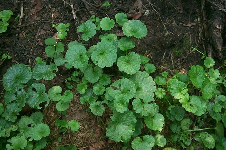 <p>Identify the weed</p>