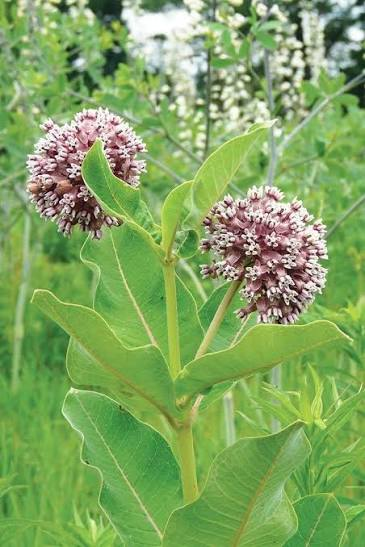 <p>Forb - Native perennial with broad opposite leaves, milky sap, and round clusters of pink flowers. Spreads by rhizomes in fields and roadsides; an essential monarch butterfly host and valuable nectar plant.</p>