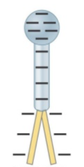 <p>A negatively charged electroscope has separated leaves as shown. Suppose you bring a positively charged rod close to the top of the electroscope, but not touching. How will the leaves respond?</p>