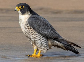 <p>Species, family, order?</p>