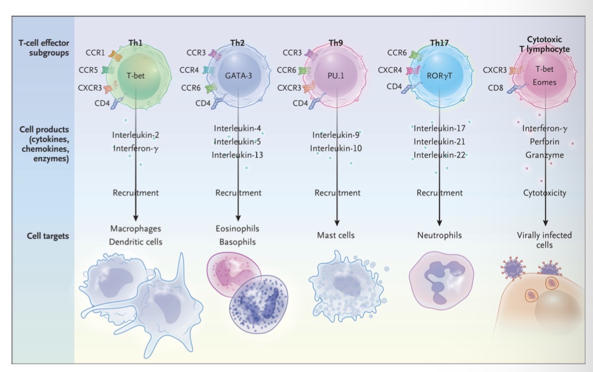 <p>Th1</p><p>Th2</p><p>Th9</p><p>Th17</p><p>Citotoksiniai T limfocitai</p>