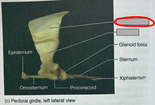 <p>What part of the organism is this?</p>