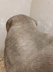 <p>The most common cause of rapid atrophy of the topline in AQH and APH is myosin-heavy chain myopathy (MYMH). What are its triggers?</p>