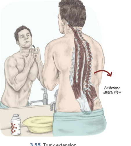 <p>Trunk Extension assists</p>