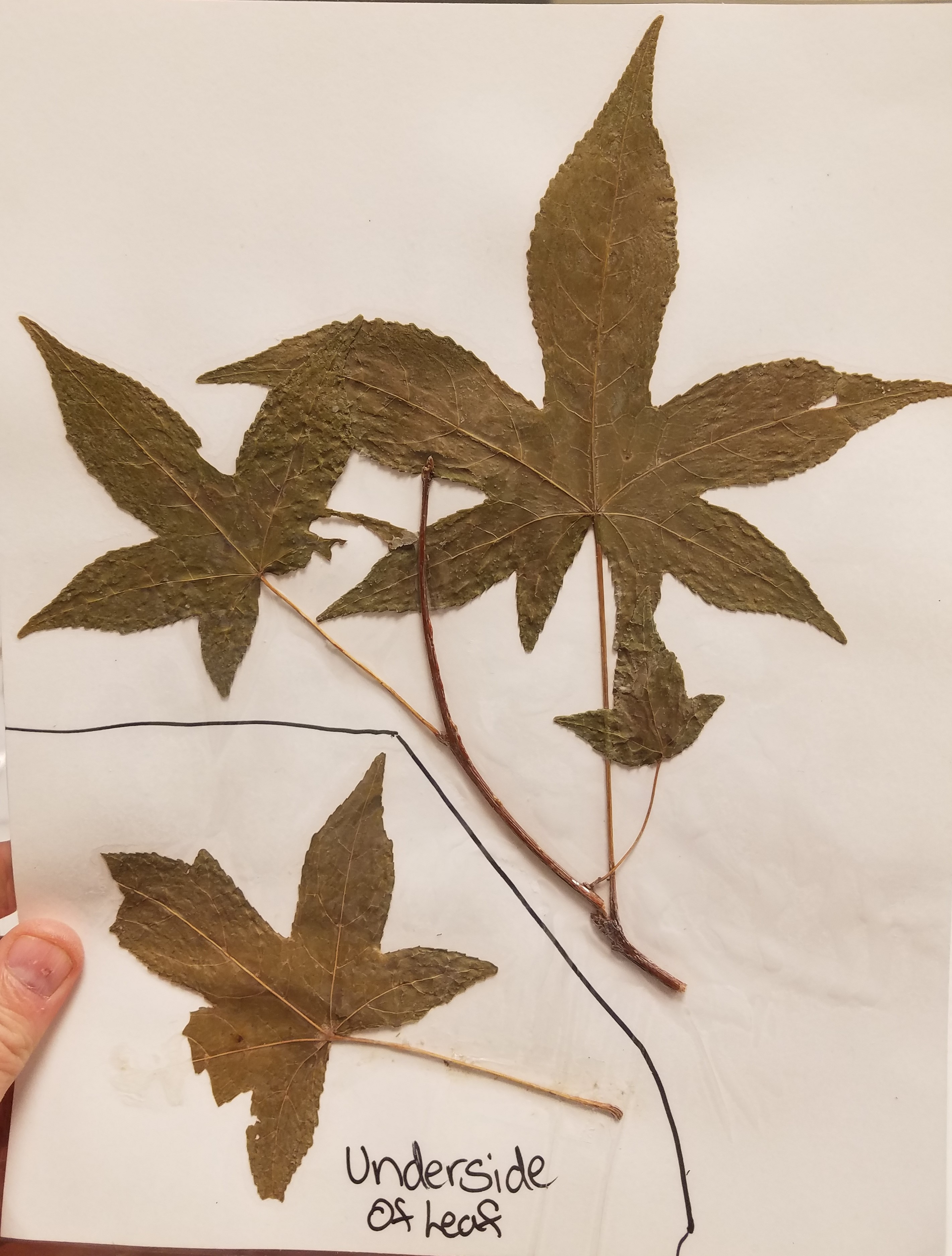 <p>What is the common name?</p>