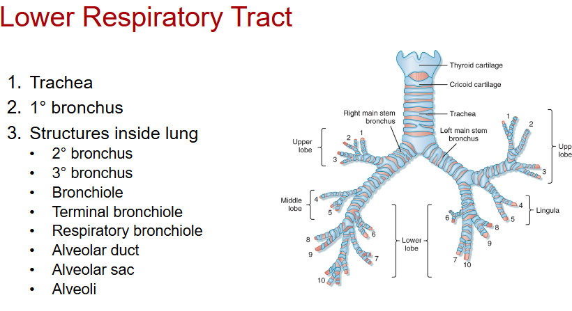 <p>2nd bronchus and below</p>