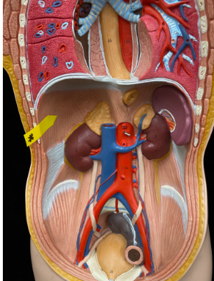 <p>diaphragm  </p>