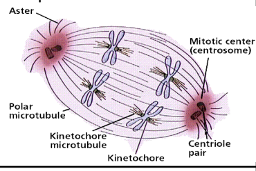 <p>-Identical chromatics separate spindle fibers move them to opposite sides</p><p>-Cell chromosomes are separated</p><p>-Spindle fibers shorten so chromosomes pulled to ends of cell</p>