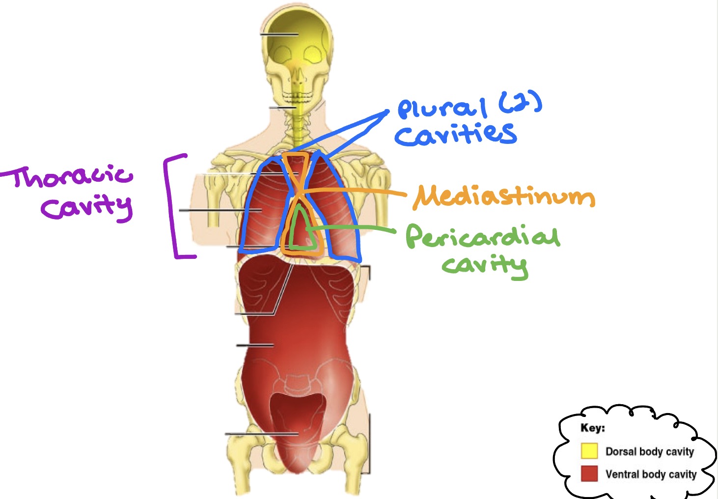 <ul><li><p><strong>Thoracic cavity</strong>:</p><ul><li><p><strong>Plural cavities</strong> (2) → each surrounds a lung</p></li><li><p><strong>Mediastinum</strong> → surrounds heart &amp; other structures</p><ul><li><p><strong>Pericardial cavity</strong> → central portion of thoracic within the mediastinum that houses ONLY the heart</p></li></ul></li></ul></li></ul><p></p>