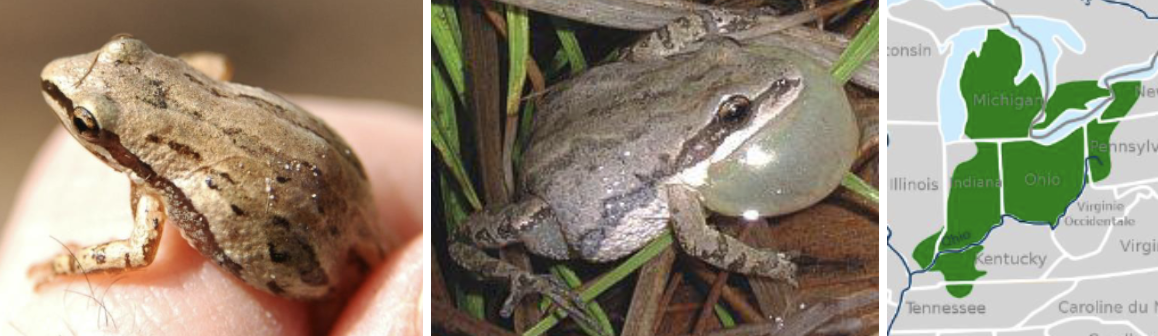 <ul><li><p><span style="background-color: transparent;"><strong>Habitat:</strong> </span><span>marshes, meadows, swales, also can be found in open woods, usually in leaf litter or under cover.</span></p></li><li><p><span style="background-color: transparent;"><strong>Diet:</strong> </span><span>insects, including mosquitos</span></p></li><li><p><span style="background-color: transparent;"><strong>Characteristics:</strong> smooth, wet, tiny, </span><span>brown/olive/gray with dark stripe on sides of body from tip of nose to groin</span><span style="background-color: transparent;">, some more faded lines, </span><span>species of special concern in MI</span></p></li></ul><p></p>