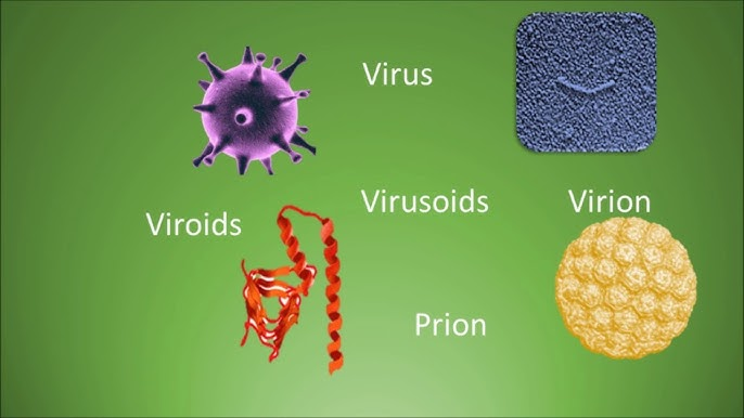 <p>What is this Accr to the definition below? </p><p><strong>A viral infection agent w/ DNA or RNA but NO PROTIEN</strong></p>
